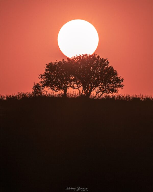 sun tree