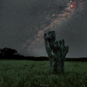 Un bout de bois mort émerge de l'herbe au milieu d'un champ, sous le ciel étoilé de la voie lactée.